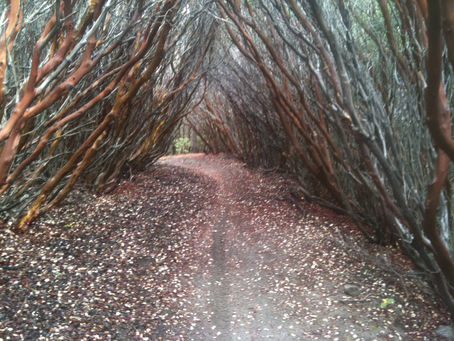 MTB Shuttle Options for Cannell and Just Outstanding Trails