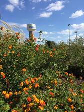 Lantana