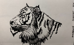 feline