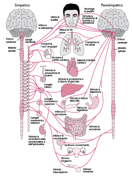 sistema neurovedetativo osteopatia