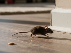 Souris dans un logement, miettes par terre