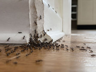 Fourmis dans la maison : pourquoi elles envahissent et comment s'en débarrasser durablement
