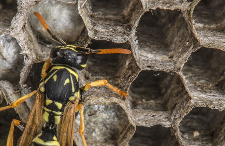 Frelon asiatique posé sur son nid en fibre végétale, observé en gros plan, illustrant l’impact d’un hiver trop doux sur la survie et la prolifération des frelons.