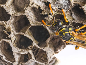Guêpe sur un nid de guêpes en papier gris — identification des insectes nuisibles en été