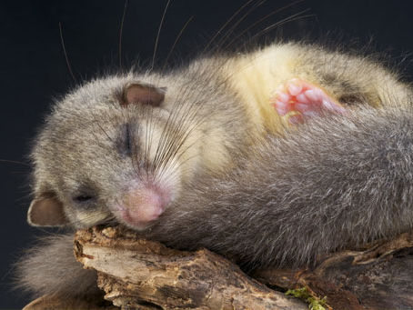 Loir animal endormi sur une branche, pelage gris cendré et queue touffue.
