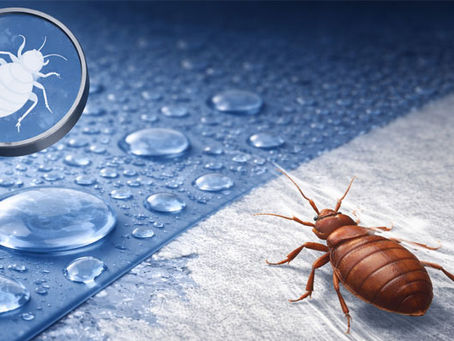 Punaise de lit s’éloignant d’une surface humide avec gouttes d’eau, illustrant l’évitement de l’humidité et le comportement de fuite face à une zone mouillée.