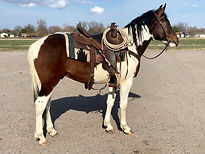 2020 APHA Gelding