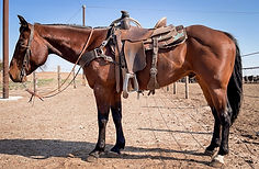 2014 AQHA Bay Gelding