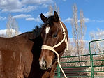 Mr Hickory Quixote