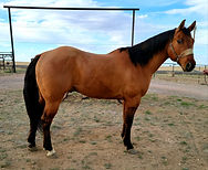 2015 AQHA Dun Gelding