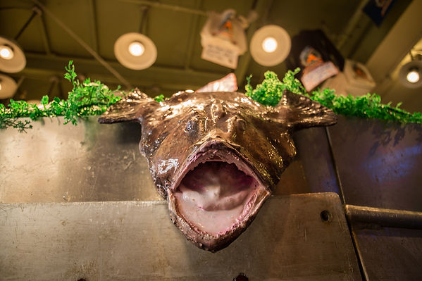 fish-1.jpg