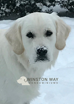 winston.jpg