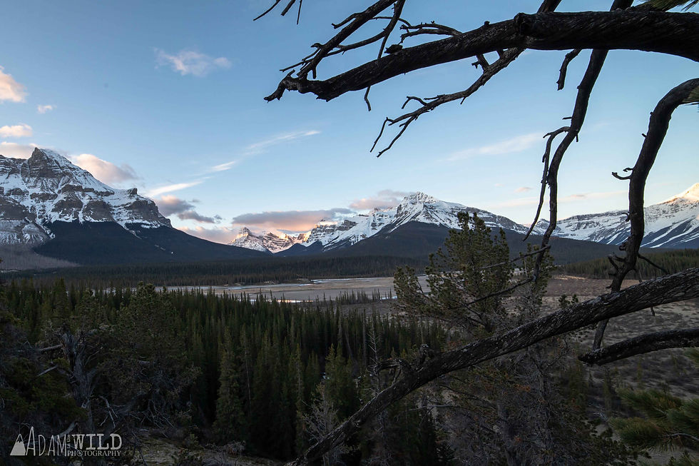 Erasmus in the Distance