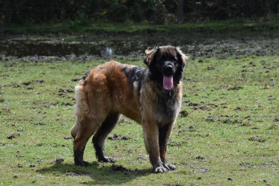 13165878_1144784268921129_9148052642988541689_n