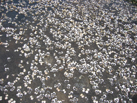 OS EFECTOS DOS INCENDIOS NOS RECURSOS MARISQUEIROS DA RÍA DE AROUSA.