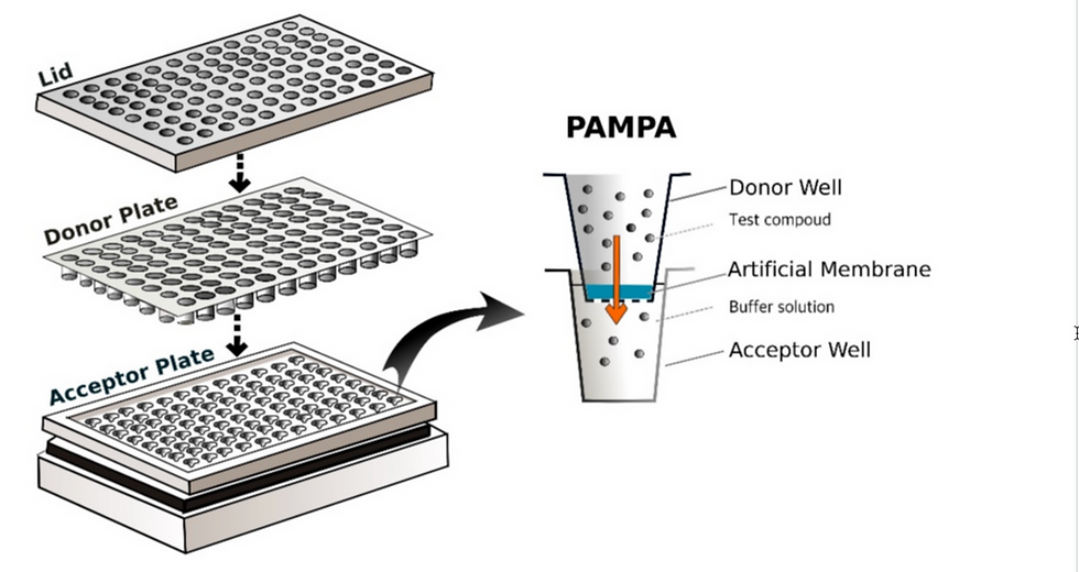 Diagram of PAMPA assay for CDK9 membrane permeability