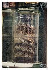 jar of snail kirakrasz.jpg