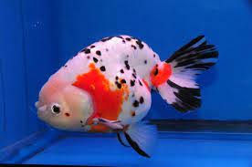 Kinguio Ranchu Cálico M