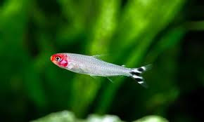 Tetra Rodóstomo