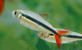 Tetra Pinguin Red Tail