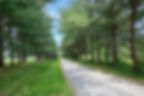 tree lined drive