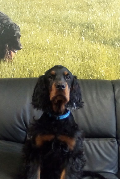 Gordon Setter sitting patiently