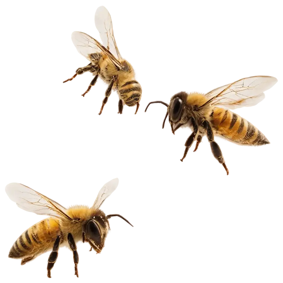 BEES.webp
