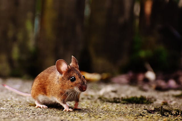 mouse.jpg