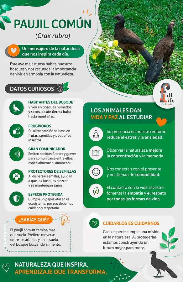 infografia.png