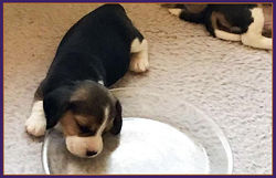 Beagle puppy pan