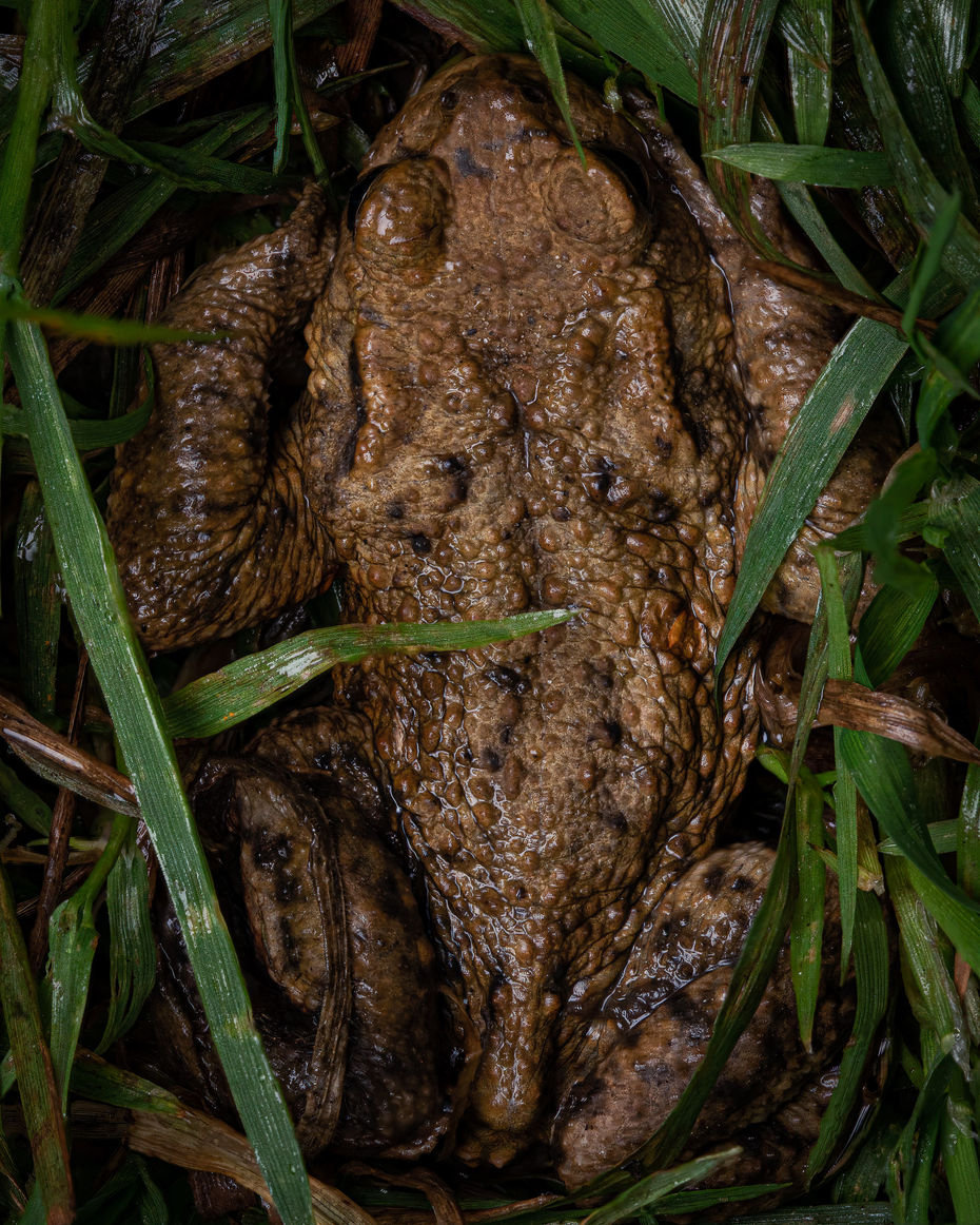 2021EZ8A7047Stacked - 14-Edit.JPG