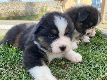 Chiots berger Australien