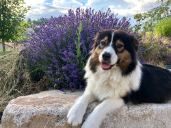Australian Shepherd