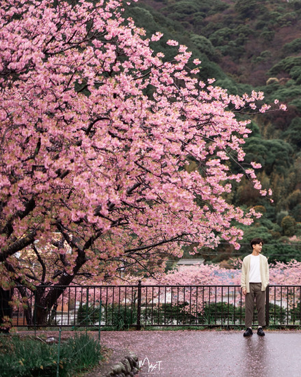 富士山求婚 河津櫻 河津町 東京婚攝 prewedding 婚紗相 情侶相max_tang_photography