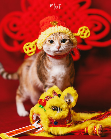 2026 12月/1月/2月|聖誕新年寵物家庭攝影|方案詳情 (The Package)|毛孩主題攝影|pet photography|寵物合照攝影套餐|貓貓 貓咪