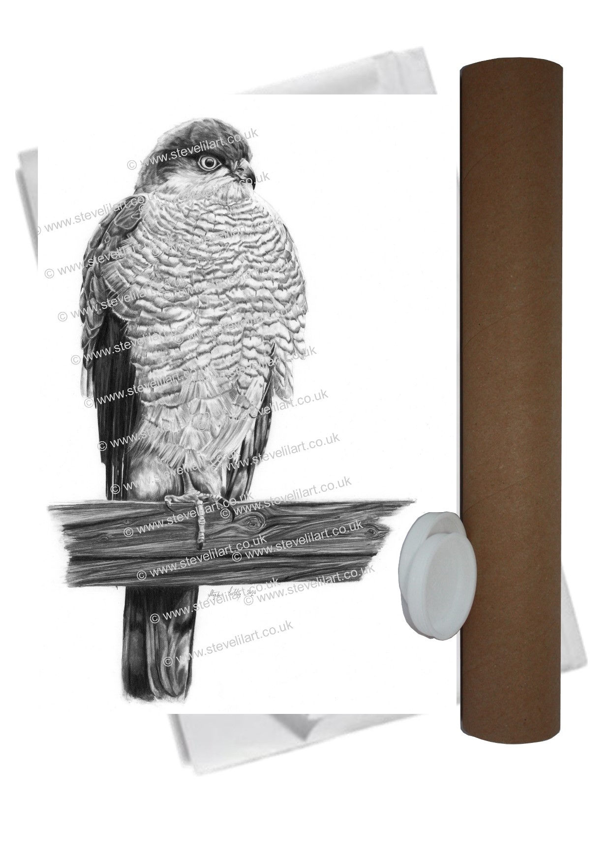 Sparrowhawk - Limited Edition Print