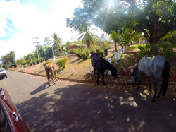 image21.jpeg