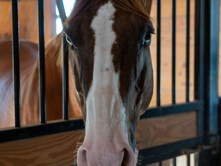 Equine Gastric Ulcer Syndrome