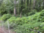photo of difficult invasive kudzu removal services in asheville