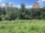photo of goat landscaping service for asheville parks and recreation