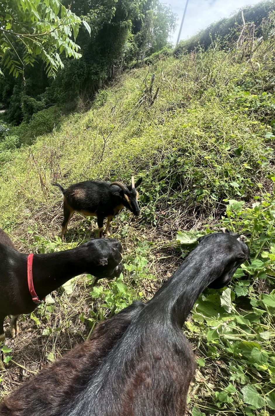 photo of large scale landscaping with goats in western north carolina