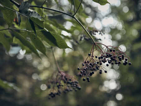 PRZEPIŚNIK Z CZARNEGO BZU - SMAK I ZAPACH LATA
