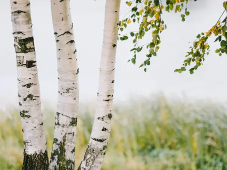 BRZOZA-KOBIECE DRZEWO UKOJENIA I LEKKOŚCI