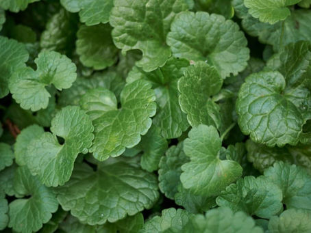 KURDYBANEK - ZIOŁOWY STRAŻNIK NASZYCH DOMÓW