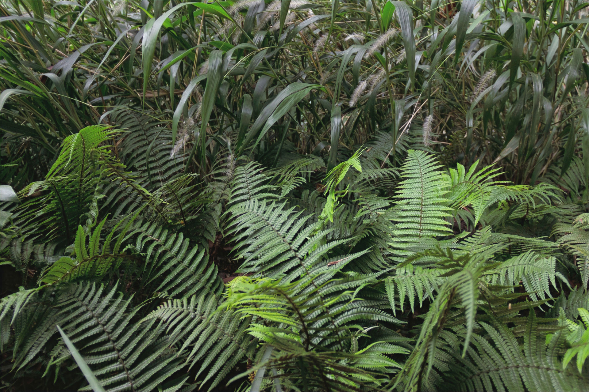 Helechos y vegetación nativa