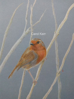 Carol Kerr, Robin, Coloured Pencil