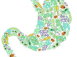 gut-microbiome.jpg