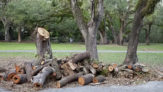 featured-image-tree-removal.jpeg.webp