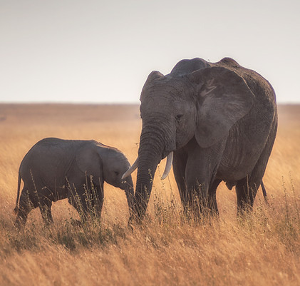 mother and baby elephants in Serengeti_edited.jpg