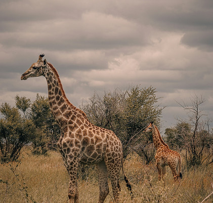 A mother giraffe stands watch over her calf in the wild plains in the Kruger National Park